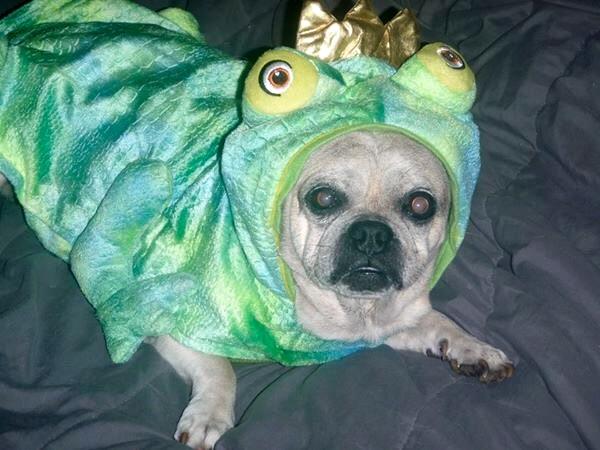 /images/uploads/pug nation rescue of los angeles/2018pugnation/entries/6092thumb.jpg